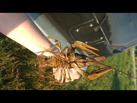 Видео: Ловля раков в норах руками. Подводная охота на раков