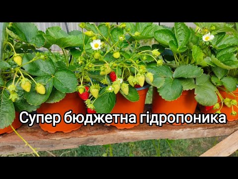 Видео: Супер бюджетна гідропоника полуниці