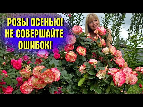 Видео: НЕ СОВЕРШАЙТЕ ОШИБОК! УДОЧКИ и ОТЦВЕТШИЕ ПОБЕГИ! Как ПРАВИЛЬНО ОБРЕЗАТЬ РОЗЫ ОСЕНЬЮ!