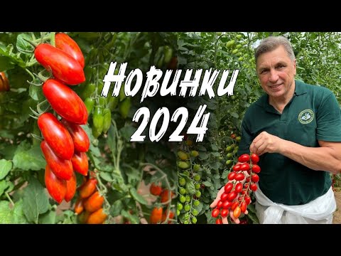 Видео: НОВЕЙШИЕ ГИБРИДЫ ТОМАТОВ, ОГУРЦОВ и ПЕРЦЕВ на СЕЗОН 2024 от СЕМКО