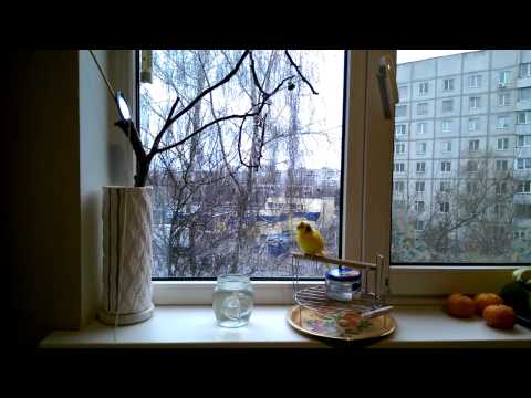 Видео: Как научить попугая купаться!