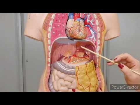 Видео: Топография и строение поджелудочной железы