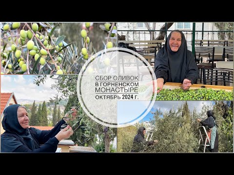 Видео: Сбор оливок в Горней. Иерусалим, октябрь 2024 г.
