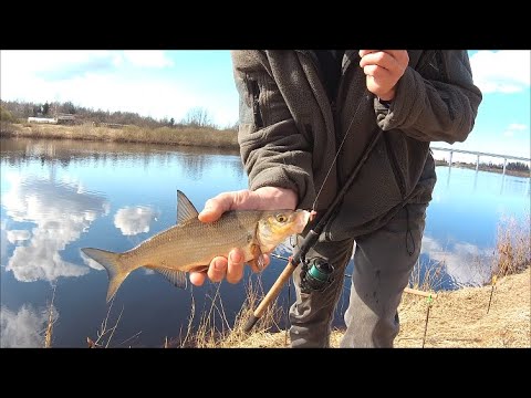 Видео: р.Луга . Весенняя рыбалка на СЫРТЬ. ВИМБА.