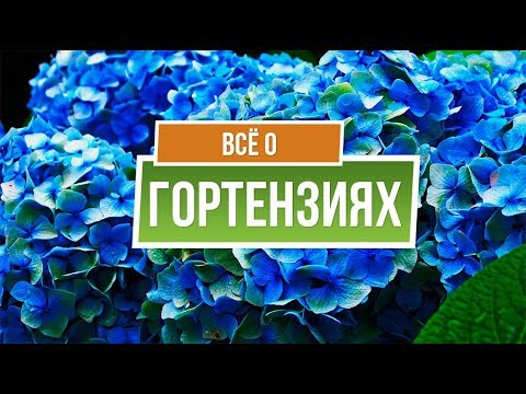 Видео: Гортензии от А до Я ✔️ Гортензии Посадка и Уход