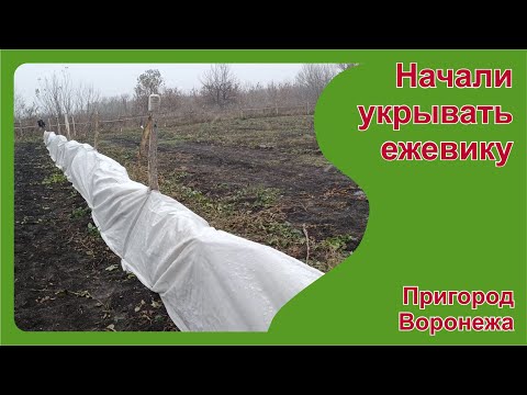 Видео: Начали укрывать ежевику. Пригород Воронежа