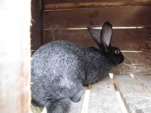Видео: Полтавське Срібло