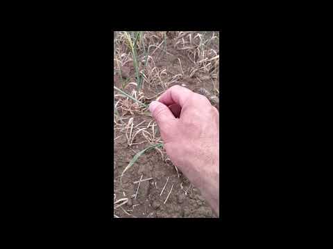 Видео: Колос на половину белый или сухой, пустоколосица пшеницы, в чем причина (июль 2021 г.)
