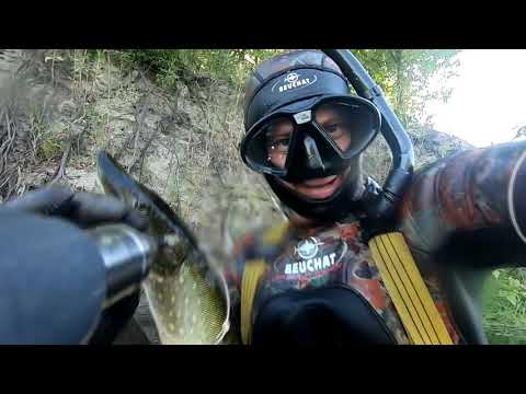 Видео: Лето, Сейм, дневная подводная охота. Щука, судак, язи