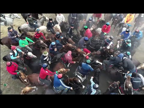 Видео: 27-11-2022ж Омаровтар әулеті Құлажан Қамшыбек Орынбасар мырзалардың көкпар тойы Жетісай ауданы