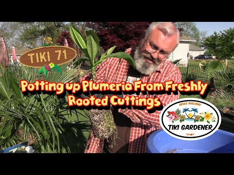 Видео: Пересадка черенков плюмерии в горшки 🌺 Ускорение роста и цветения #Plumeria