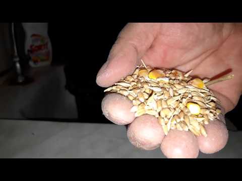 Видео: Проращиваем ЯЧМЕНЬ И ПШЕНИЦУ.. Мягкие корма