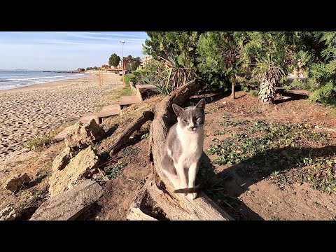 Видео: Утренняя прогулка по берегу Чёрного моря с.Равда, Болгария /Ravda, Bulgaria