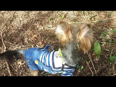 Видео: на прогулке в лесу