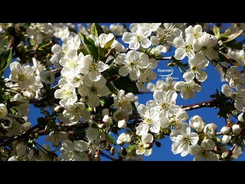 Видео: Шикарная музыка для души! Сборник Самой Красивой Музыки Сергея Чекалина! Хочется слушать и слушать!