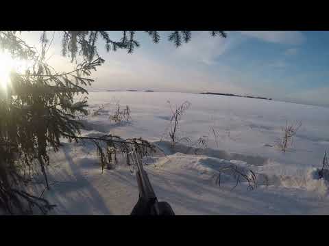 Видео: охота на лису с карабином