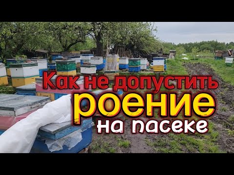 Видео: Работаем, чтобы вся пасека не сорвалась в роение