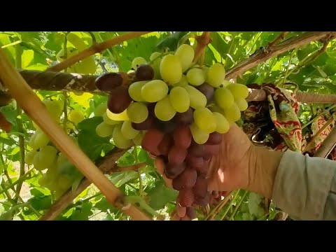 Видео: ХОЛАЖОНИМНИ УЙИГА МЕХМОНГА БОРДИМ❤️ХИВА❤️🍇🍇🍑🍐🍏🍎🫒