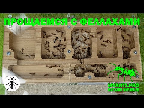 Видео: Последний ролик про колонию Camponotus fellah (Феллахи)