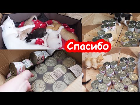 Видео: Я узнала куда пропал рыжий котёнок. Распаковываю посылки