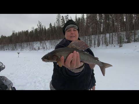 Видео: НА СЕВЕР  ЗИМНИЙ АПРЕЛЬСКИЙ СЕВЕР  ЗА ХАРИУСОМ