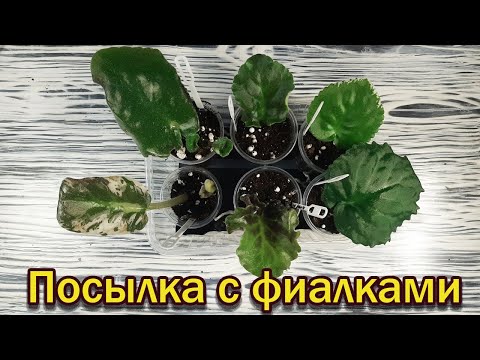 Видео: Распаковка посылки с фиалками