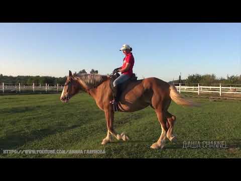 Видео: Походки лошадей. Что такое аллюр? Основные виды аллюра. Как передвигается лошадь?