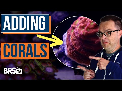 Видео: Советы и рекомендации для начинающих по выращиванию кораллов. EP: 45b
