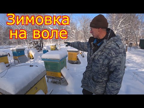 Видео: Зимовка пчёл на ВОЛЕ и в ОМШАННИКЕ. Вентиляция в ульях. ВЕРХНЯЯ и НИЖНЯЯ вентиляция!