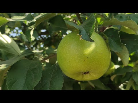 Видео: Яблоня Семеренковец