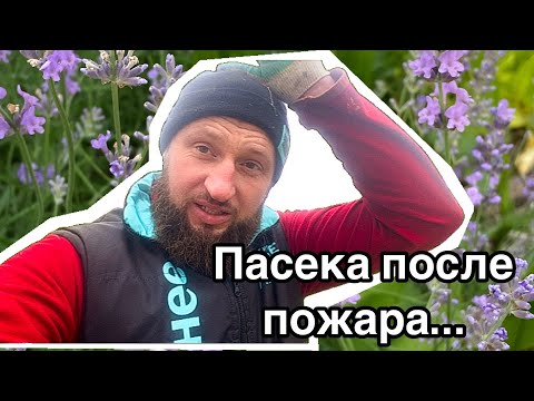 Видео: Как изменилась пасека после пожара… новые идеи…