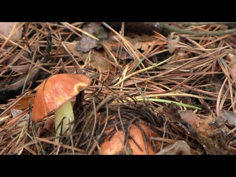 Видео: ГРИБЫ,ЗЕМЛЯНИКА,РЫБА. Отдых на природе.