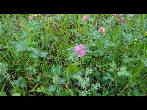 Видео: Якуб Колас: "Жывая Вада. Кароткі змест.