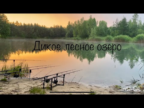 Видео: НЕДЕЛЯ НА ЛЕСНОМ ОЗЕРЕ! Ловля карпа в нерест. Лето 2023