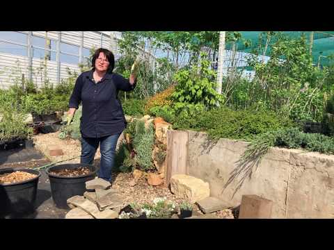 Видео: Мастер-класс по созданию каменистого альпинария