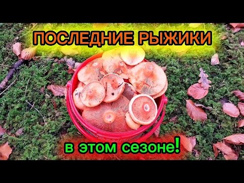 Видео: Последние РЫЖИКИ в этом сезоне! 