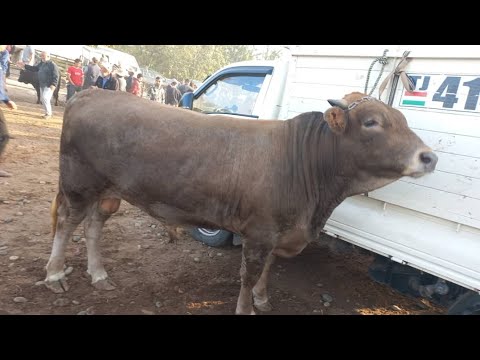 Видео: МОЛБОЗОРИ КУМСАНГИР КАМУНИЗММ НАРХУ НАВОИ МОЛҲОИ БЕҲТАРИН БОЗОР ЗӮРИ БАД ШИД ТАМОШОИ БАРҲАВО ДӮСТОНИ