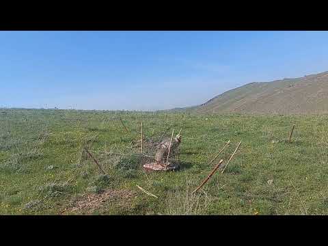 Видео: шикори чучае нав