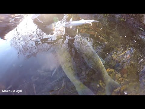 Видео: ЗА ПОРЦИЕЙ АДРЕНАЛИНА…Подводная охота река Днепр.spearfishing