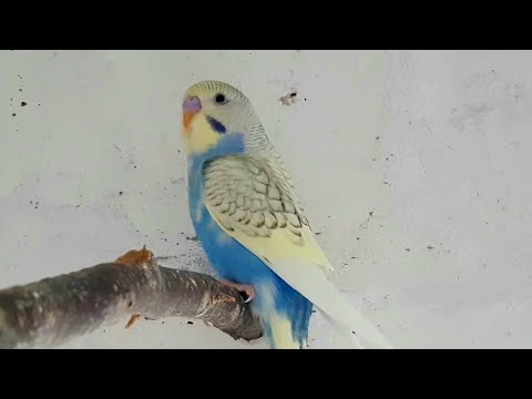 Видео: Волнистые попугаи,Птенцы вылетают из гнезда ,Волнистые для приручения