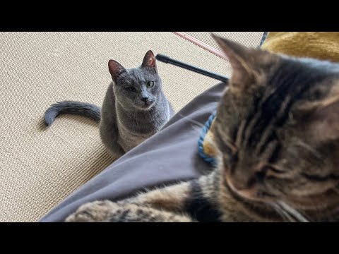 Видео: ДОЛГОЖДАННАЯ стимуляция орхидей на ЦВЕТЕНИЕ!😈👌🏻🌸