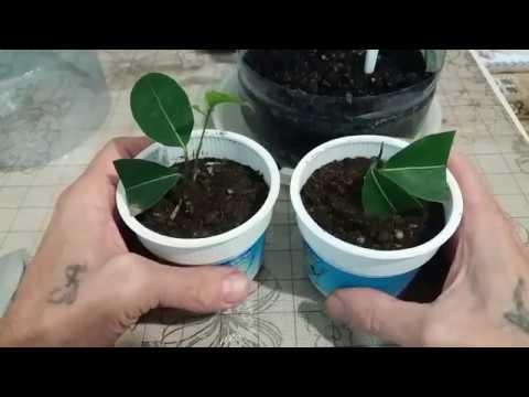 Видео: Укореняем лавровое деревце черенками