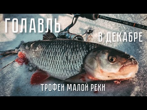 Видео: ТРОФЕЙНЫЙ ГОЛАВЛЬ ДЕКАБРЯ! Зимний спиннинг на малой реке.
