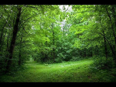 Видео: Дача за 150 000 - 2 серия: уборка и мелкий ремонт