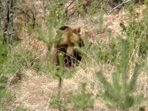 Видео: Лов на мечки 01