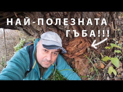 Видео: НАЙ-ПОЛЕЗНАТА ГЪБА MOST BENEFICIAL MUSHROOM #foraging #mushroom #гъби #medicinalmushrooms