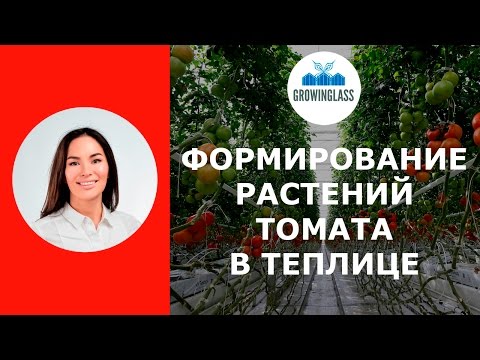 Видео: Формирование растений томата в теплице
