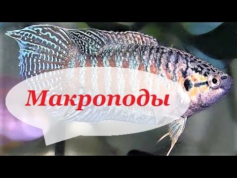 Видео: Макроподы, содержание, разведение.