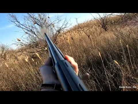 Видео: Охота на фазана