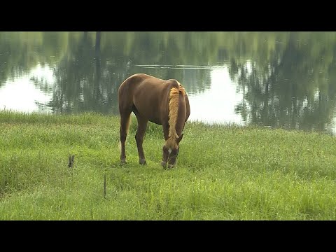 Видео: Край без окраин. Частоостровское